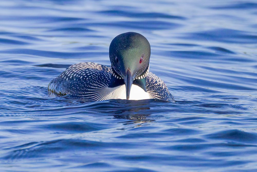 Head On Portrait Of A Loon, Gold Lake, Kawarthas Ontario Photography Art | Mike Soegtrop Photography