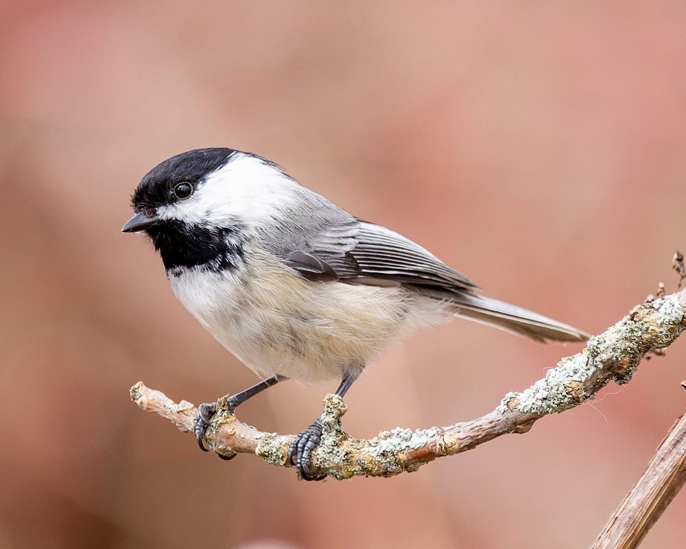 Chickadee On Branch Photography Art | Mike Soegtrop Photography