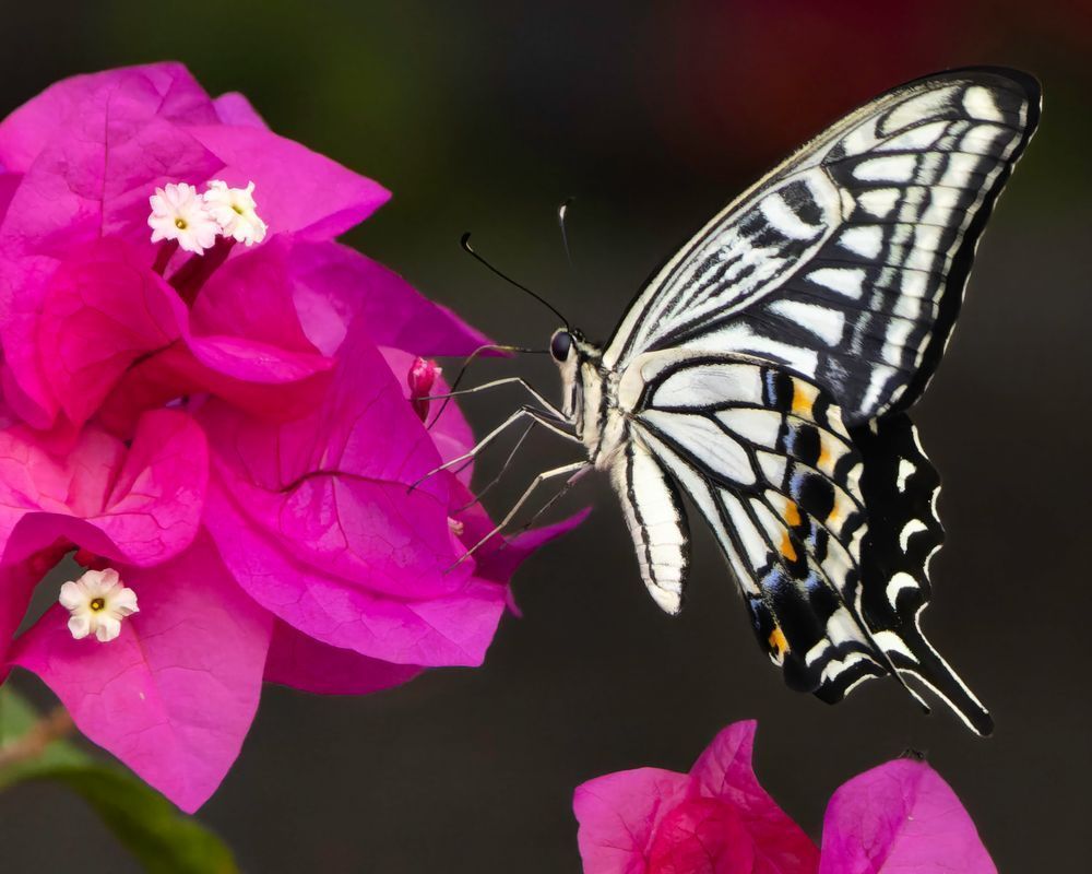 Asian Swallowtail On Bougainvillea Photography Art | Mike Soegtrop Photography