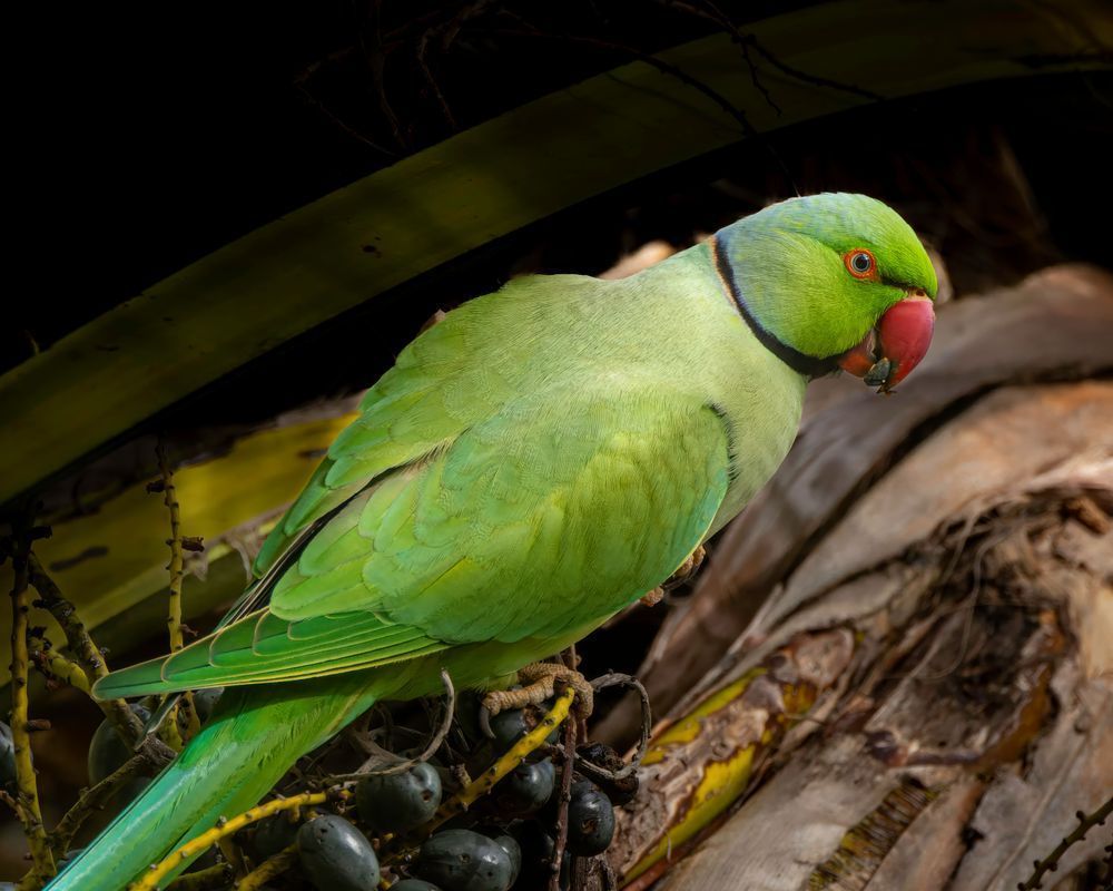 Rose Ringed Parakeet Eating Seed Pods On A Palm Tree Photography Art | Mike Soegtrop Photography