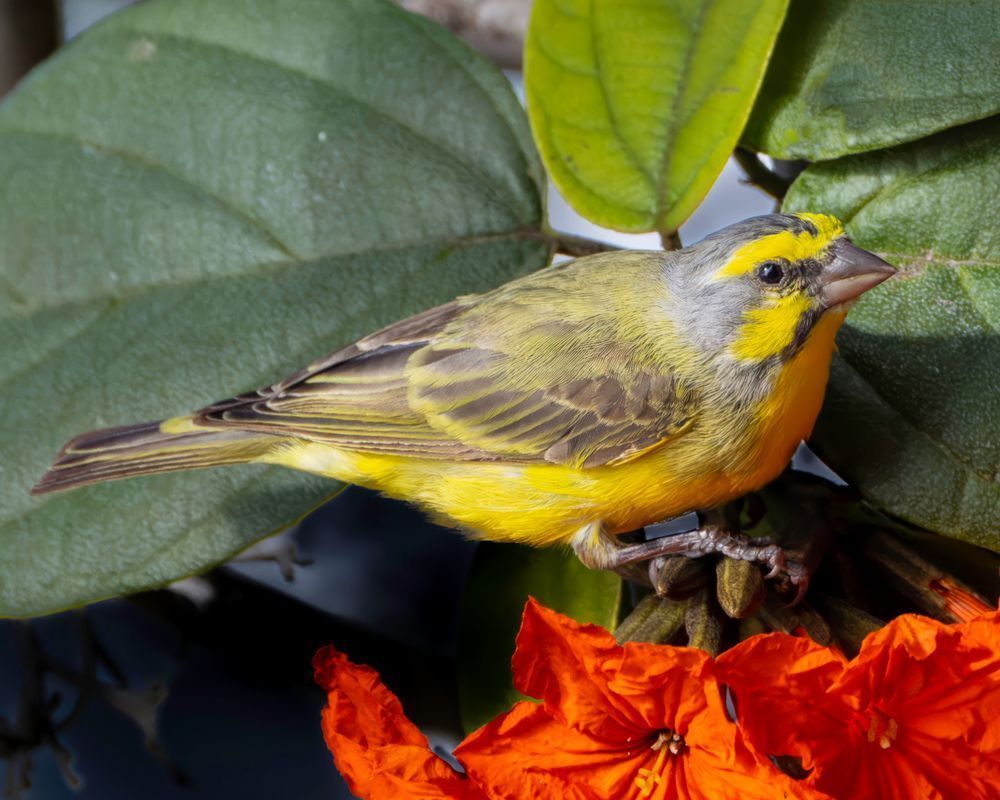 Yellow Fronted Canary On A  Geiger Tree Photography Art | Mike Soegtrop Photography