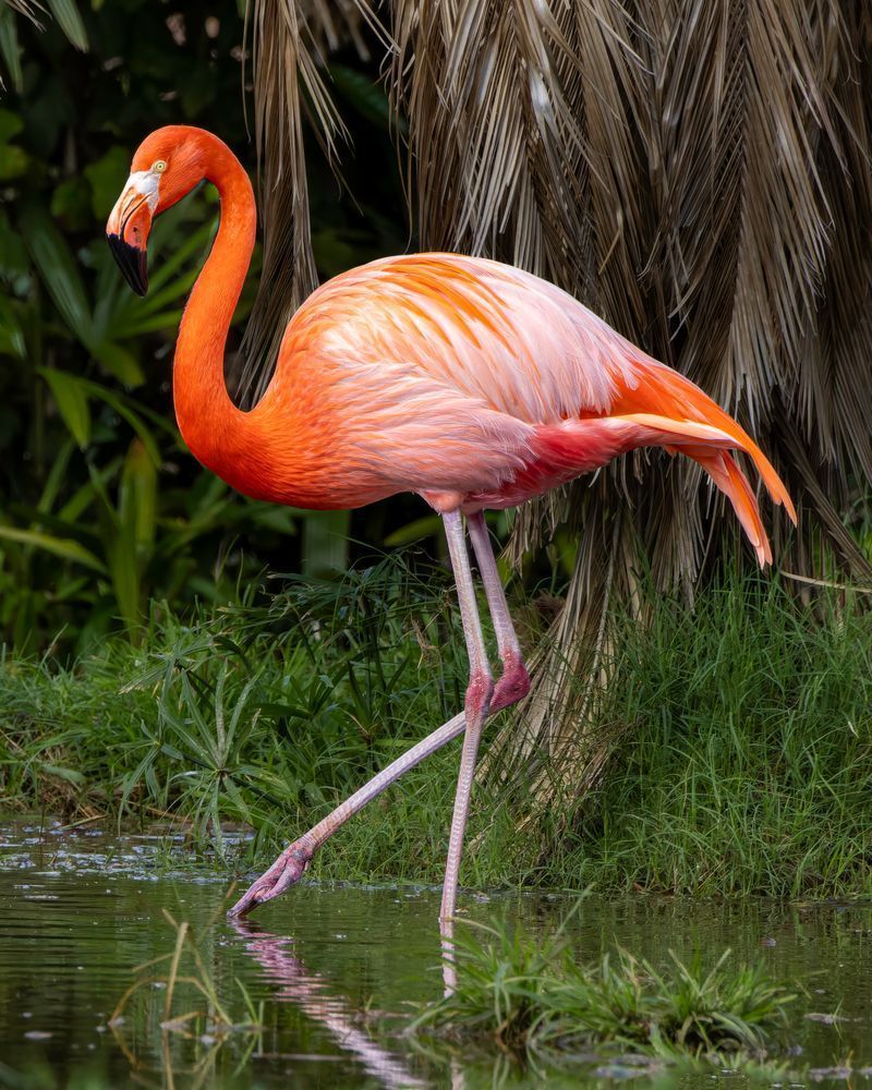 Pink Flamingo Foraging On A Pond Photography Art | Mike Soegtrop Photography