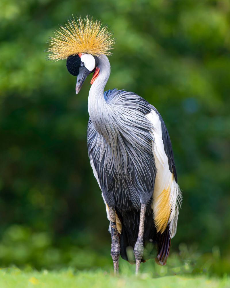 Grey Crowned Crane In A Wildlife Park Photography Art | Mike Soegtrop Photography