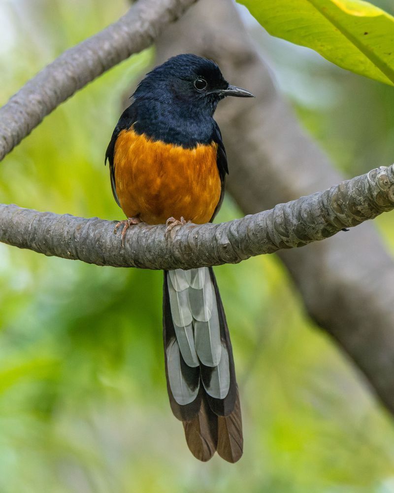 White Rumped Shama On A Branch In Honolulu Photography Art | Mike Soegtrop Photography