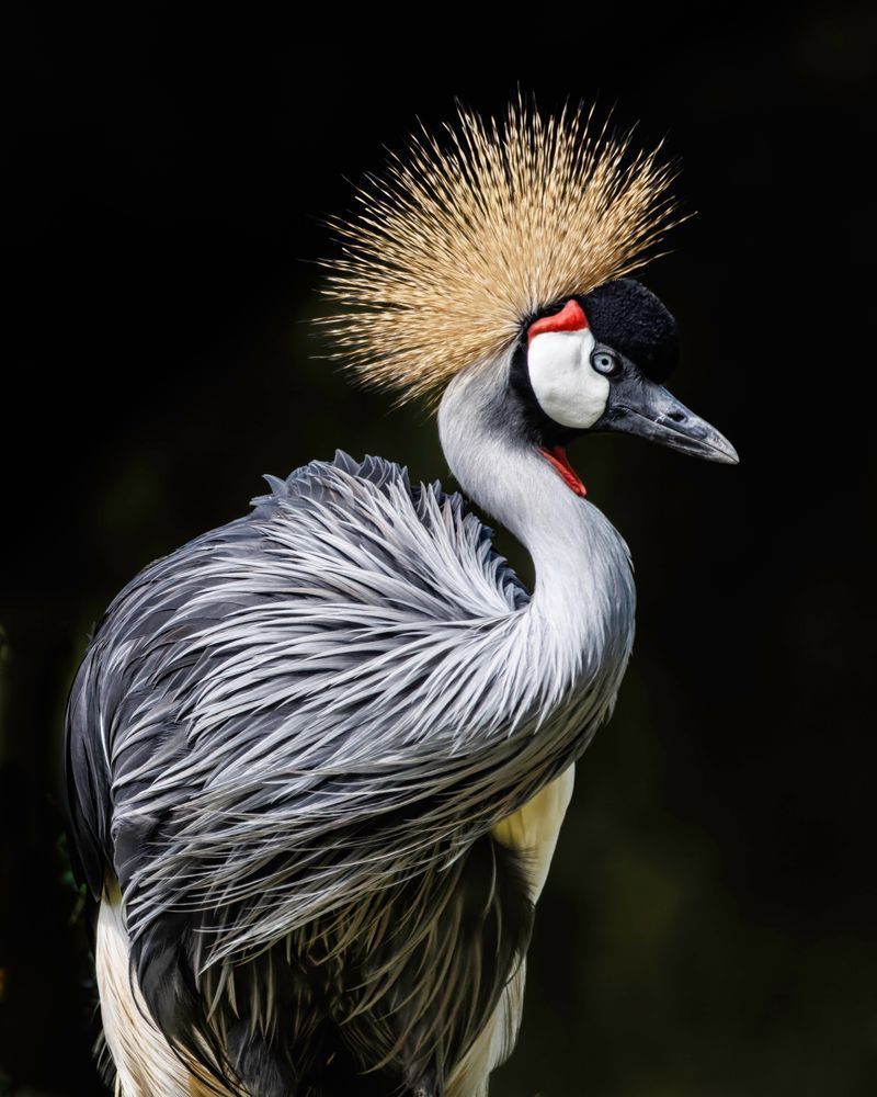 Grey Crowned Crane Comes Into The Sunlight Photography Art | Mike Soegtrop Photography