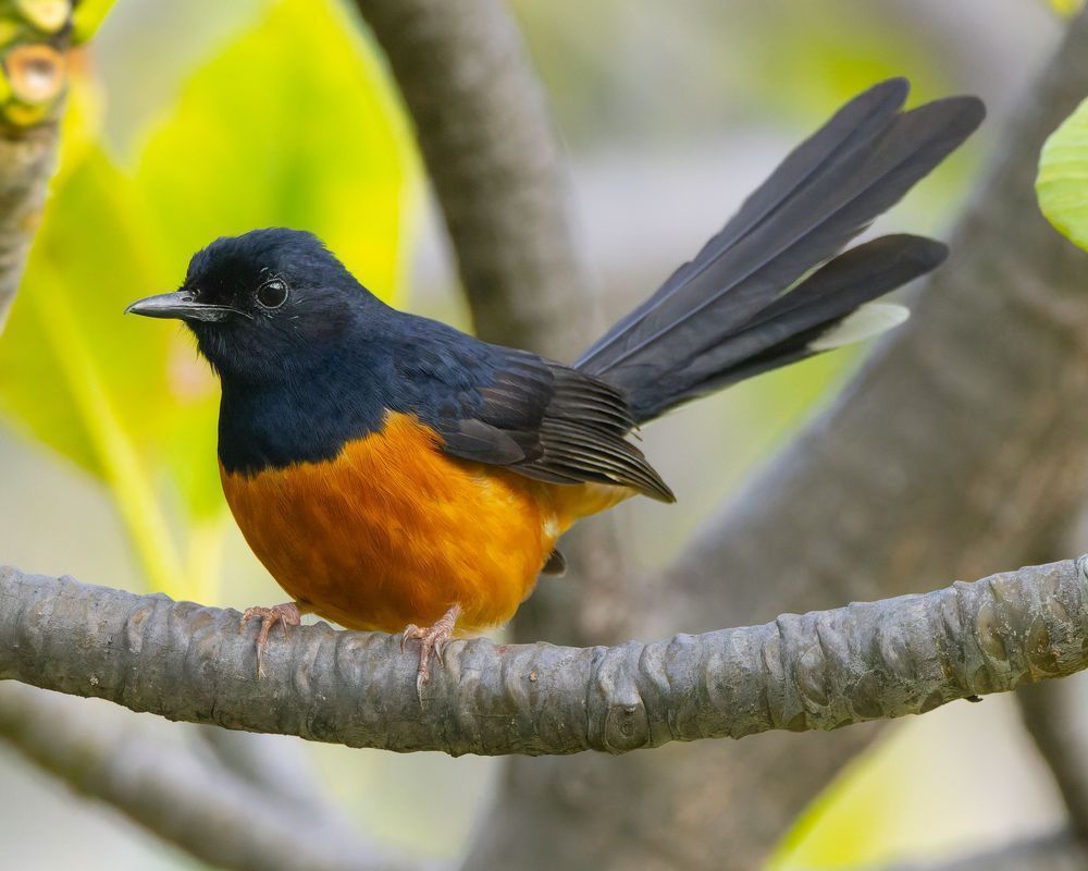 White Rumped Shama With Tail Up Photography Art | Mike Soegtrop Photography