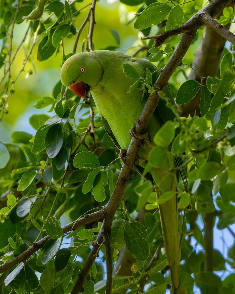 Rose Ringed Parakeet Feeding On Seed Pods In A Tree Photography Art | Mike Soegtrop Photography