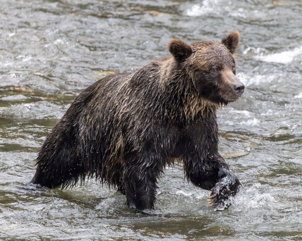 Grizzly Bear Hunting For Salmon In A River Near Campbell River, Bc Canada Photography Art | Mike Soegtrop Photography