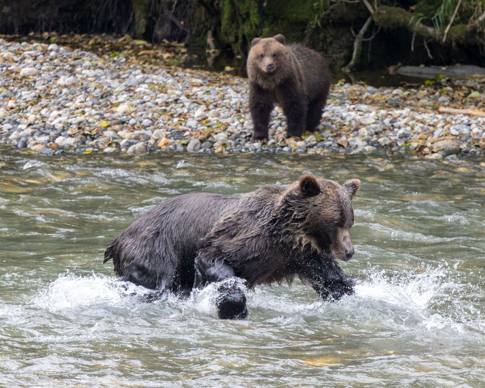 Mother And Cub, Grizzly Bears Hunting For Salmon Photography Art | Mike Soegtrop Photography