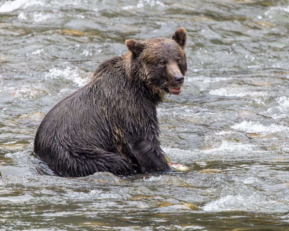 Grizzly Bear Sitting In The River Eating Salmon Photography Art | Mike Soegtrop Photography