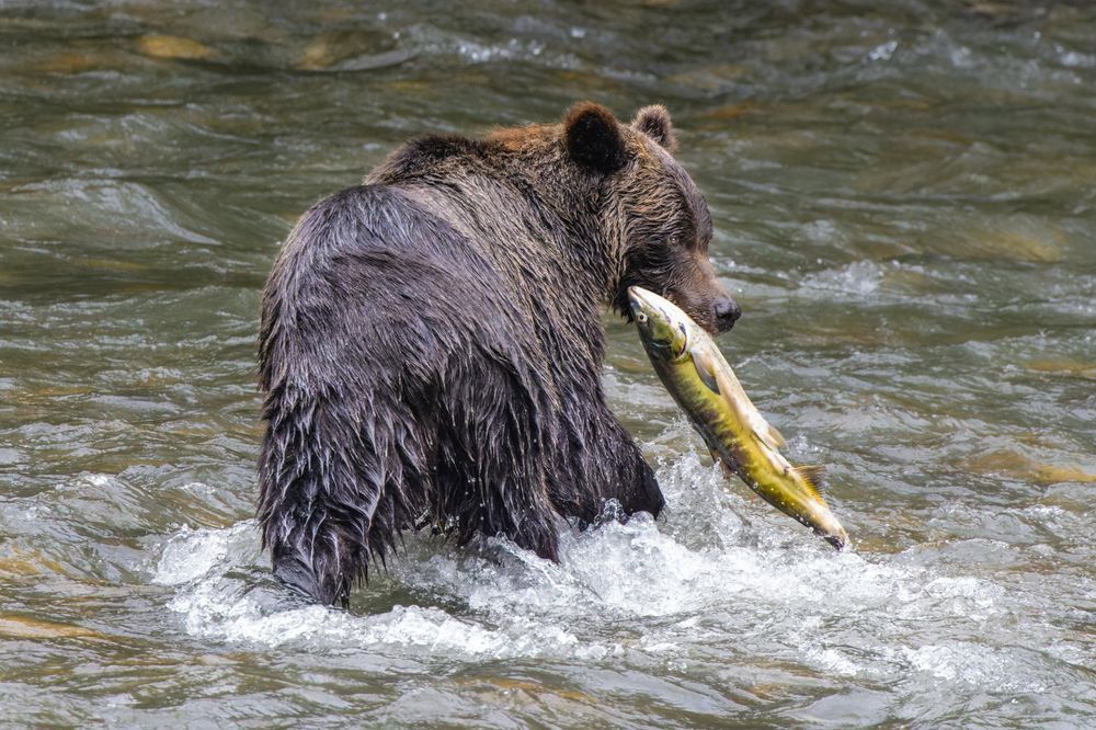 Grizzly Bear Catches Chum Salmon In British Columbia Photography Art | Mike Soegtrop Photography