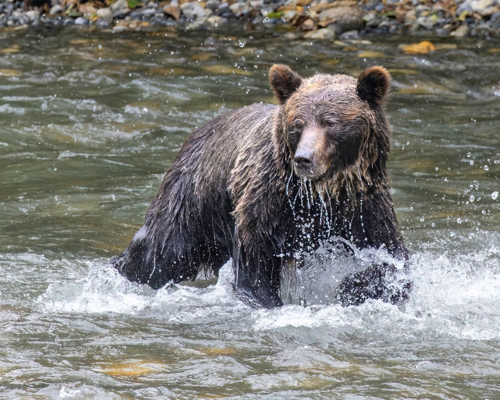 Grizzly Bear After Diving For Salmon Photography Art | Mike Soegtrop Photography