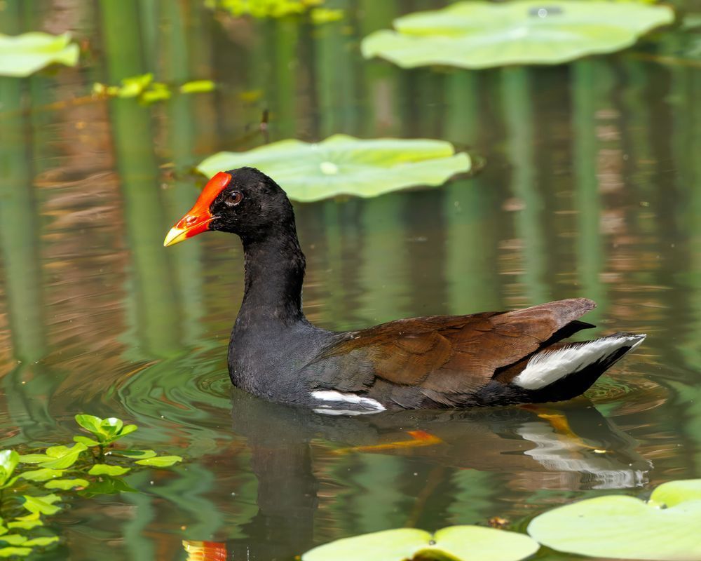 Hawaiian Gallinule Feeding In A Marsh In Waimea Park Oahu Photography Art | Mike Soegtrop Photography