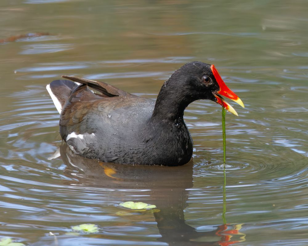 Hawaiian Gallinule Feeding In A Marsh In Waimea Park Oahu 2 Photography Art | Mike Soegtrop Photography