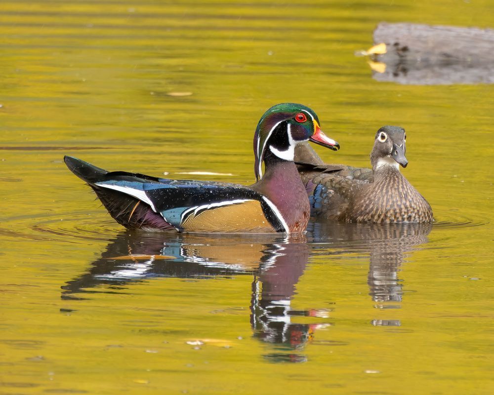 Wood Ducks, Male And Female On A Pond With Fall Reflections Photography Art | Mike Soegtrop Photography