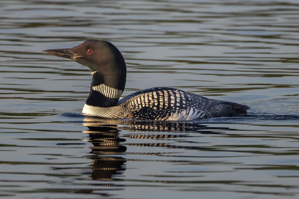 Loon On Lake Photography Art | Mike Soegtrop Photography