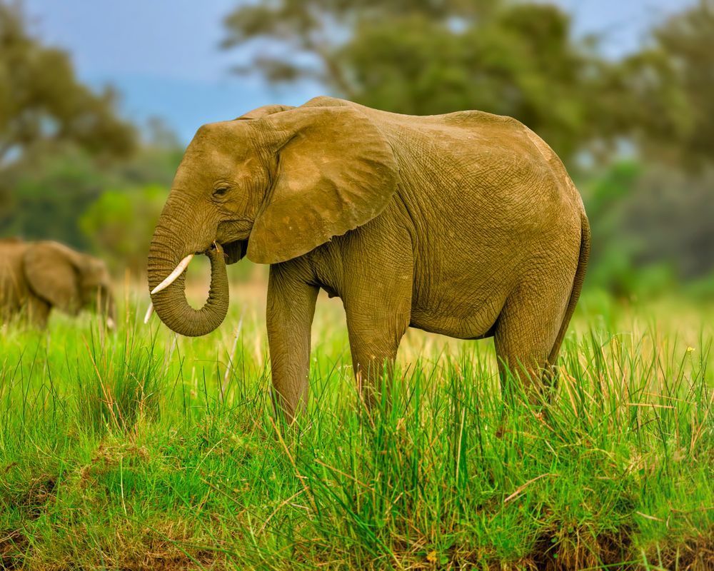 Elephant Walking On The Grass Photography Art | Mike Soegtrop Photography
