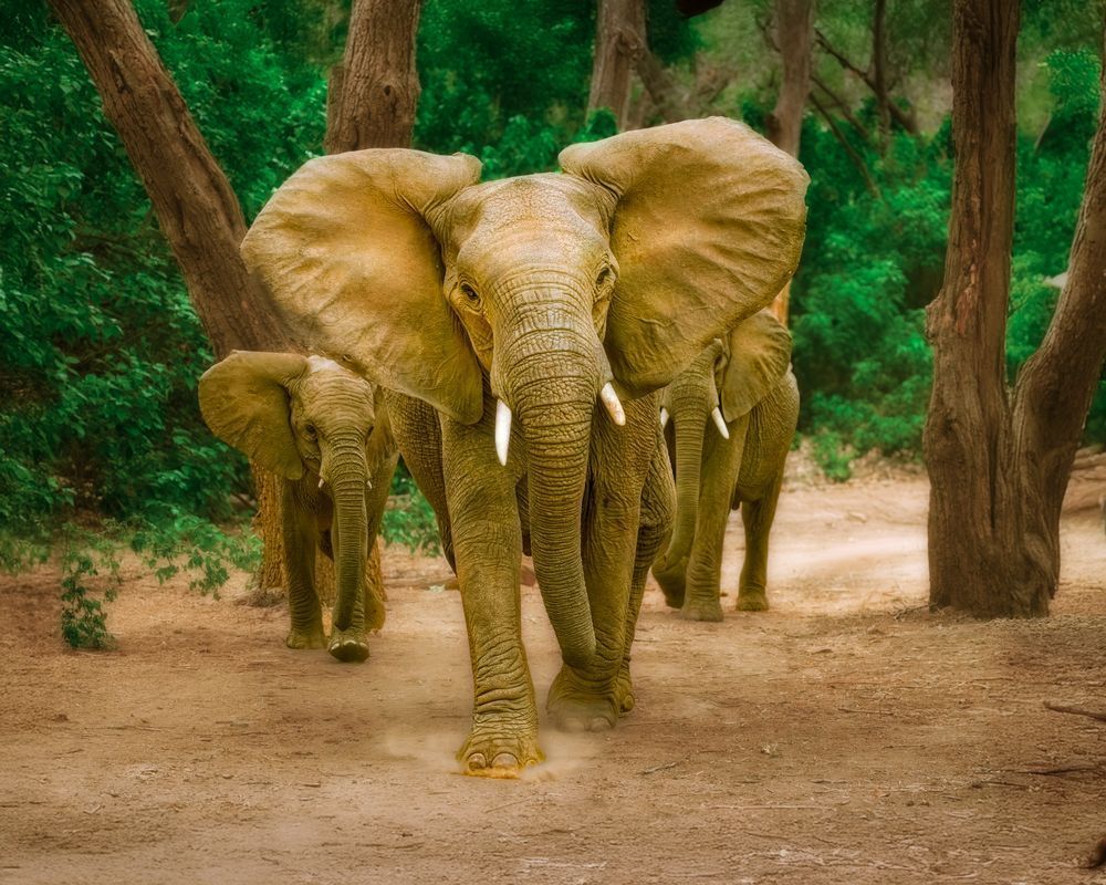 Elephant Threatening A Mock Charge 3 Photography Art | Mike Soegtrop Photography