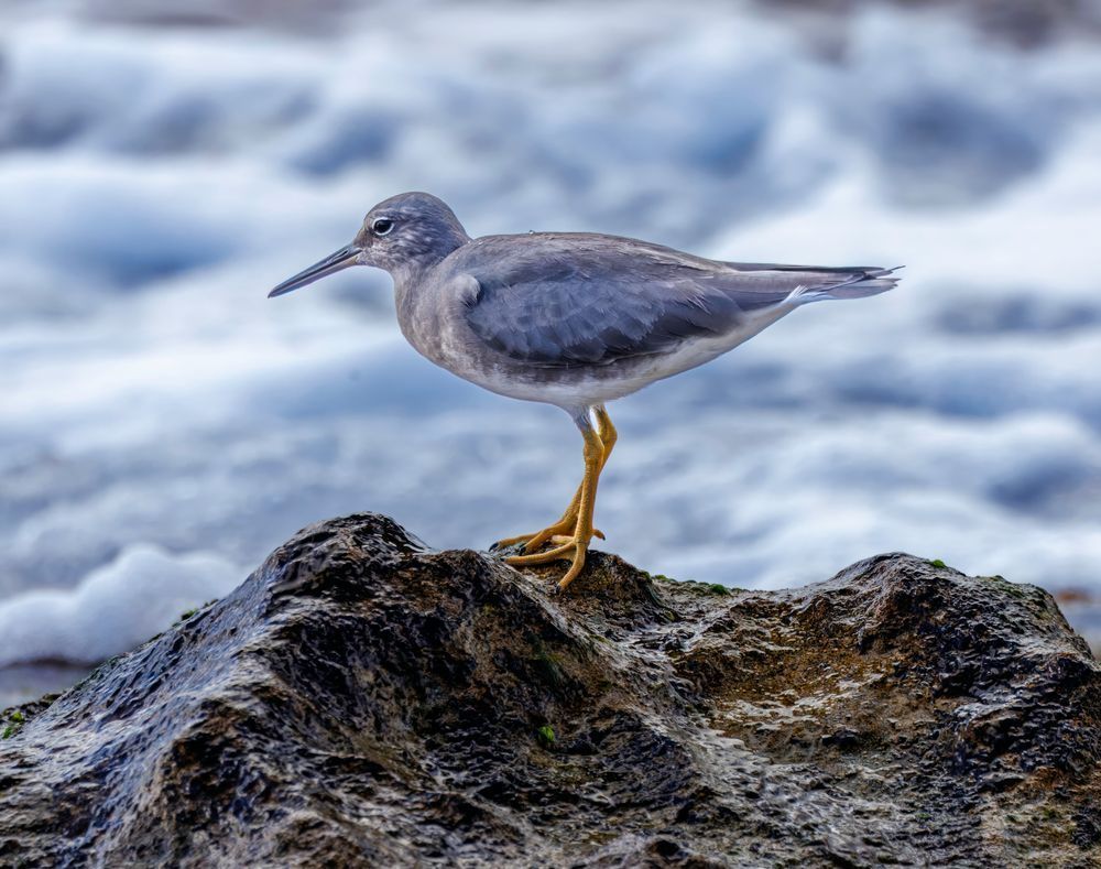 Wandering Tattler On The Shore Photography Art | Mike Soegtrop Photography