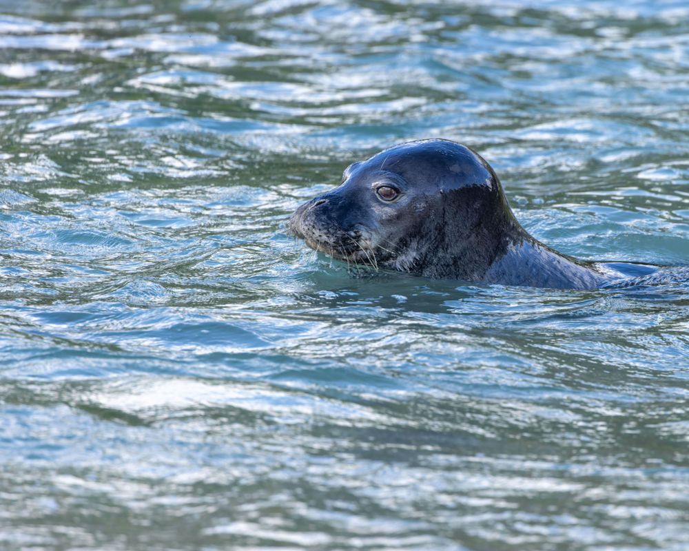 Monk Seal Surfaces Near Ko Olina, Oahu Photography Art | Mike Soegtrop Photography