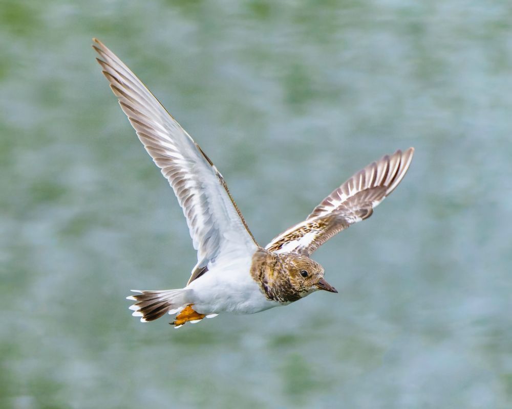 Ruddy Turnstone In Flight Photography Art | Mike Soegtrop Photography