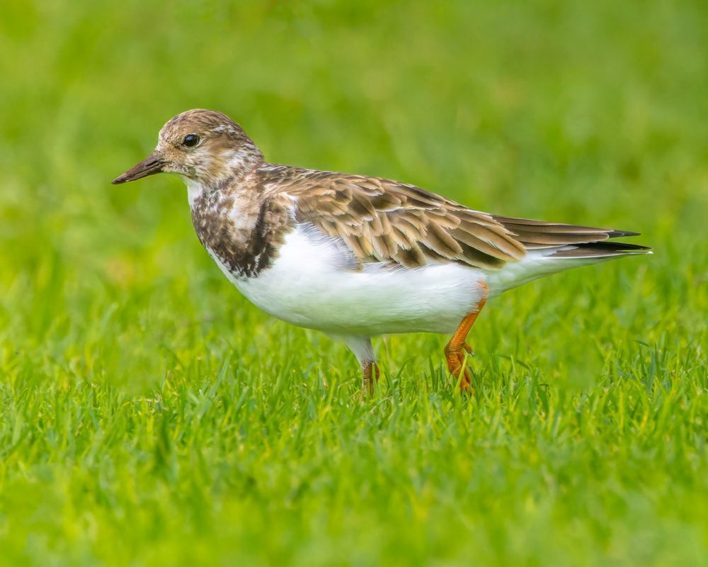 Ruddy Turnstone On A Grassy Field Photography Art | Mike Soegtrop Photography