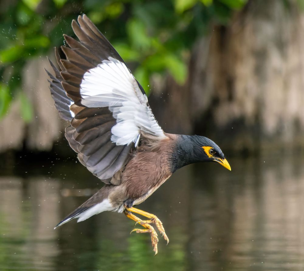 Myna Bird In Flight Photography Art | Mike Soegtrop Photography
