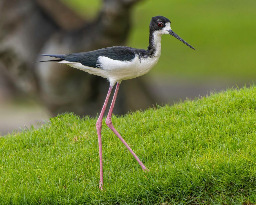 Black Necked Stilt On A Golfcourse Lawn In Ko Olina, Oahu Photography Art | Mike Soegtrop Photography