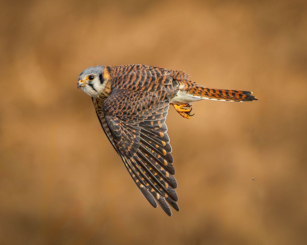 Female Kestrel In Flight Photography Art | Mike Soegtrop Photography