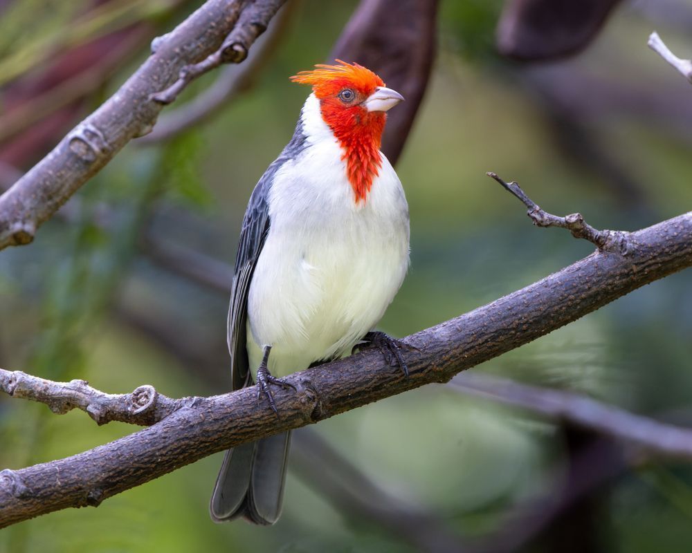 Red Crested Cardinal On A Branch Photography Art | Mike Soegtrop Photography