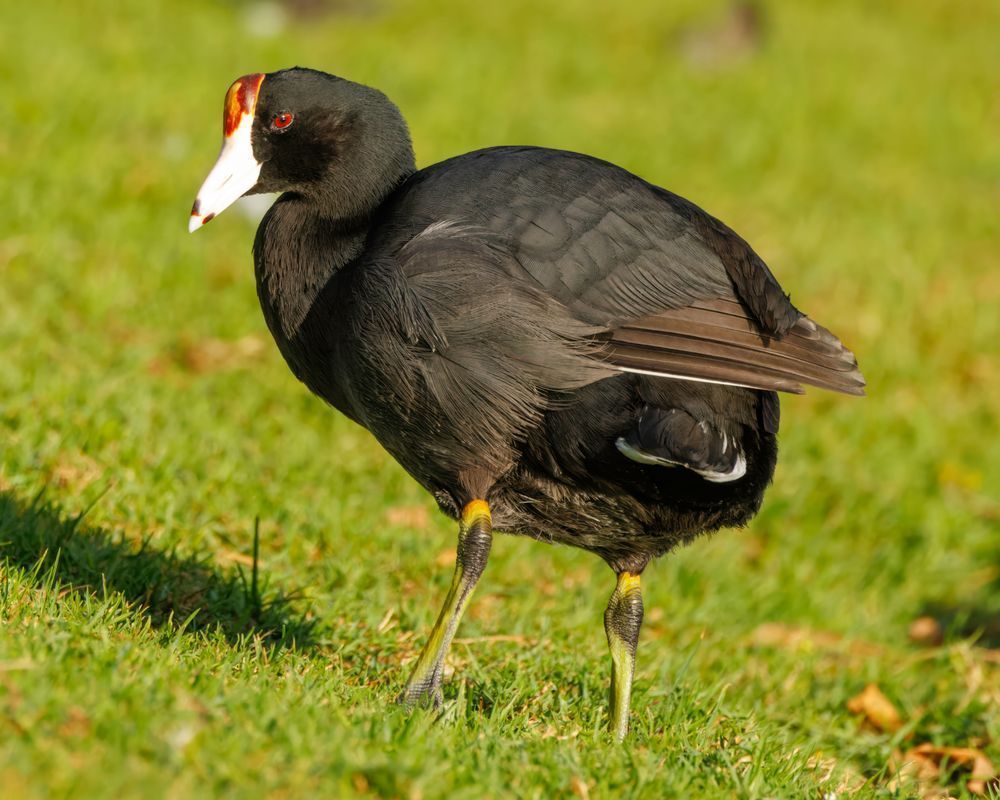 Hawaiian Coot On The Grass Photography Art | Mike Soegtrop Photography