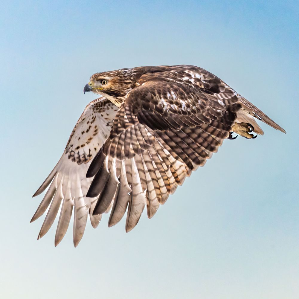 Red Tailed Hawk Takes Flight On A Cold Winters’ Day Photography Art | Mike Soegtrop Photography