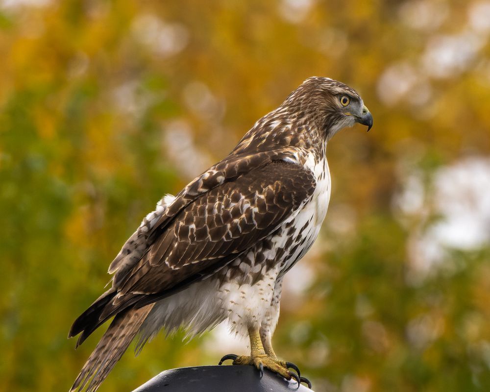 Red Tailed Hawk Perched On A Light Standard, Backed By Fall Leaves Photography Art | Mike Soegtrop Photography