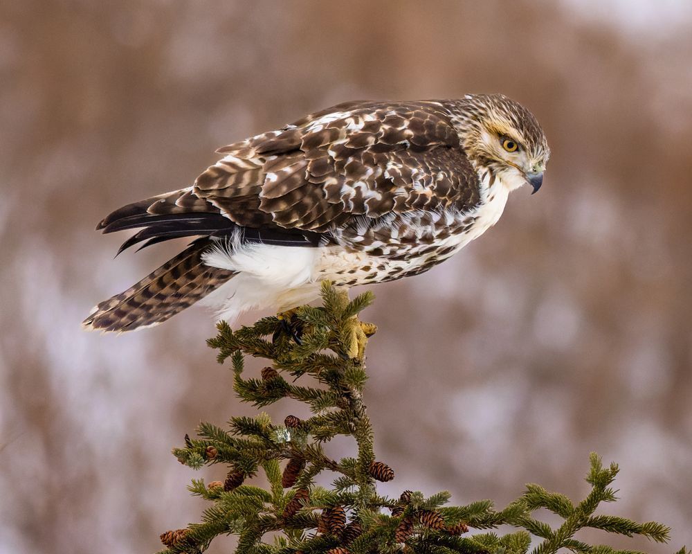Red Tailed Hawk Perched On An Evergreen On A Cold Winter’s Day Photography Art | Mike Soegtrop Photography