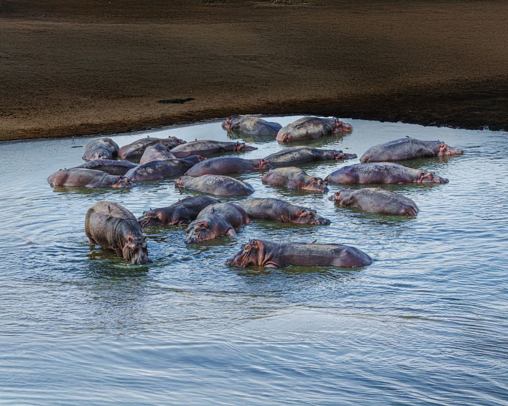 Hippos In A Shallow Pool Photography Art | Mike Soegtrop Photography