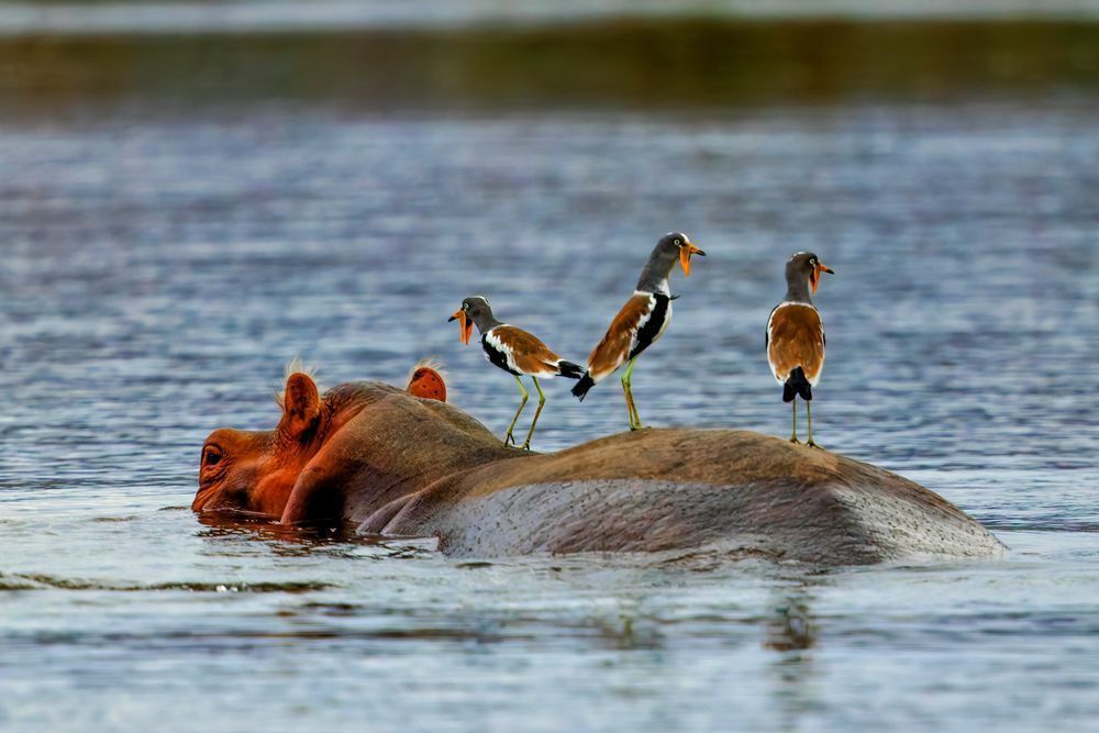 Hippo With White Crowned Lapwings Photography Art | Mike Soegtrop Photography