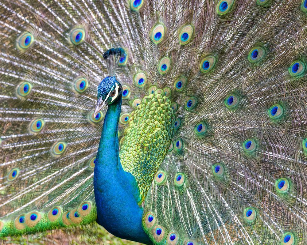 Indian Peafowl Or Peacock On Full Plumage Display Photography Art | Mike Soegtrop Photography