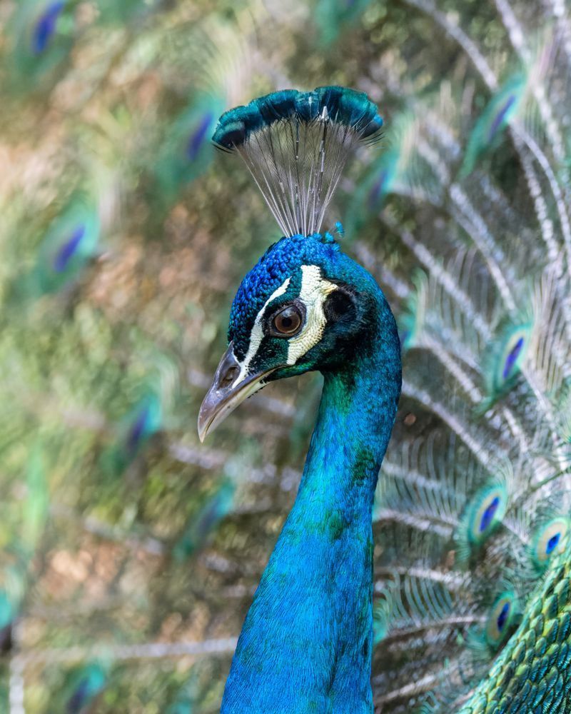 Indian Peafowl Or Peacock Up Close Side View Photography Art | Mike Soegtrop Photography