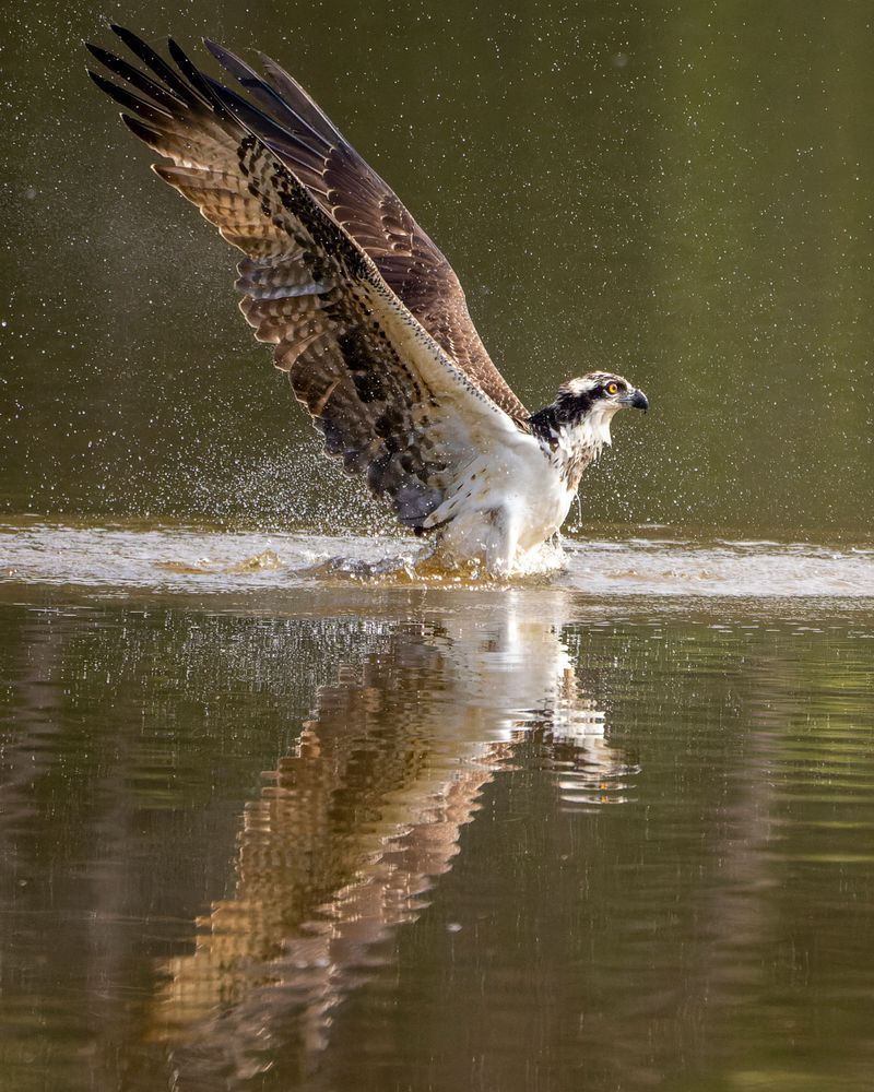 Osprey Series One   Flying Out Of Water With A Fish In Its Talons  #2 Photography Art | Mike Soegtrop Photography