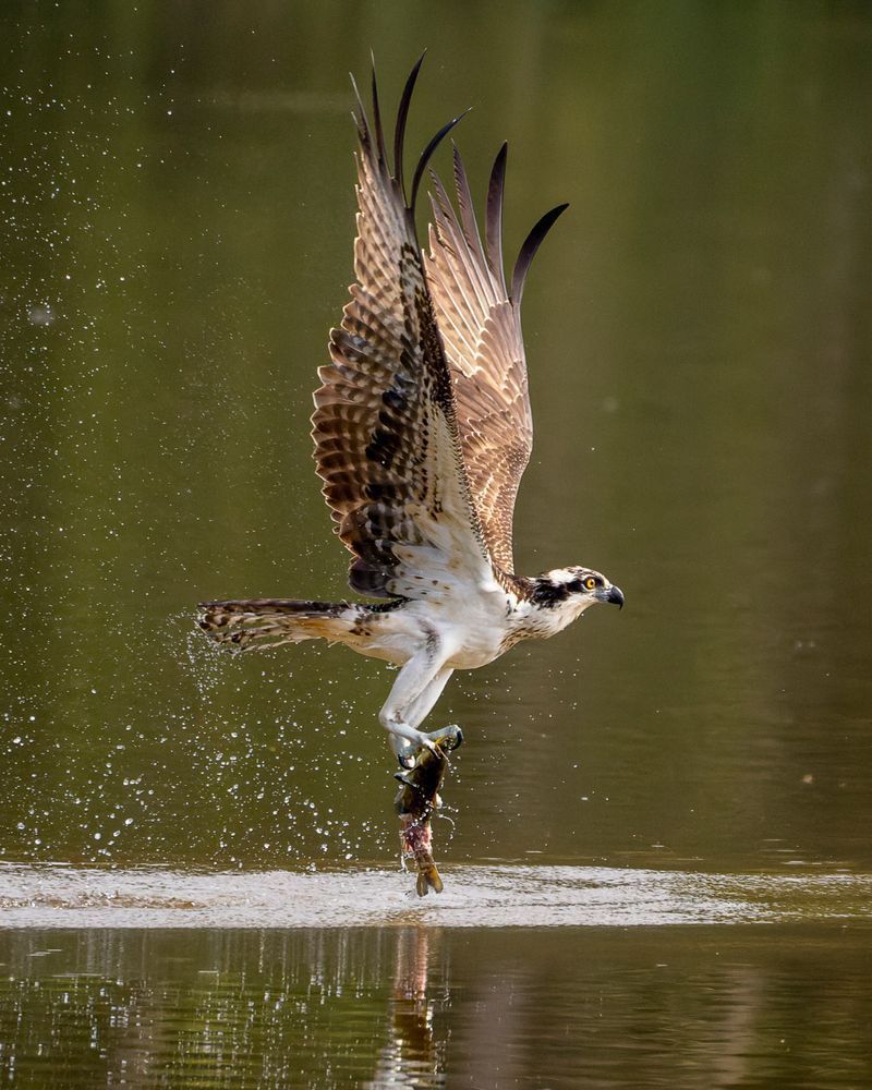 Osprey Series One   Flying Out Of Water With A Fish In Its Talons  #7 Photography Art | Mike Soegtrop Photography
