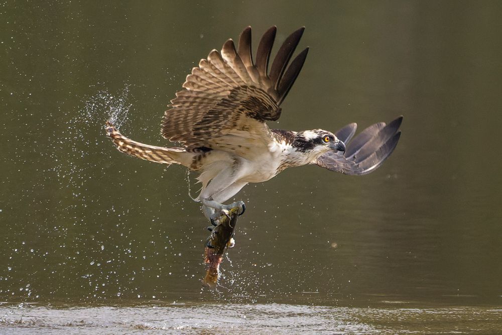 Osprey Series One  Flying Out Of Water With A Fish In Its Talons  #6 Photography Art | Mike Soegtrop Photography
