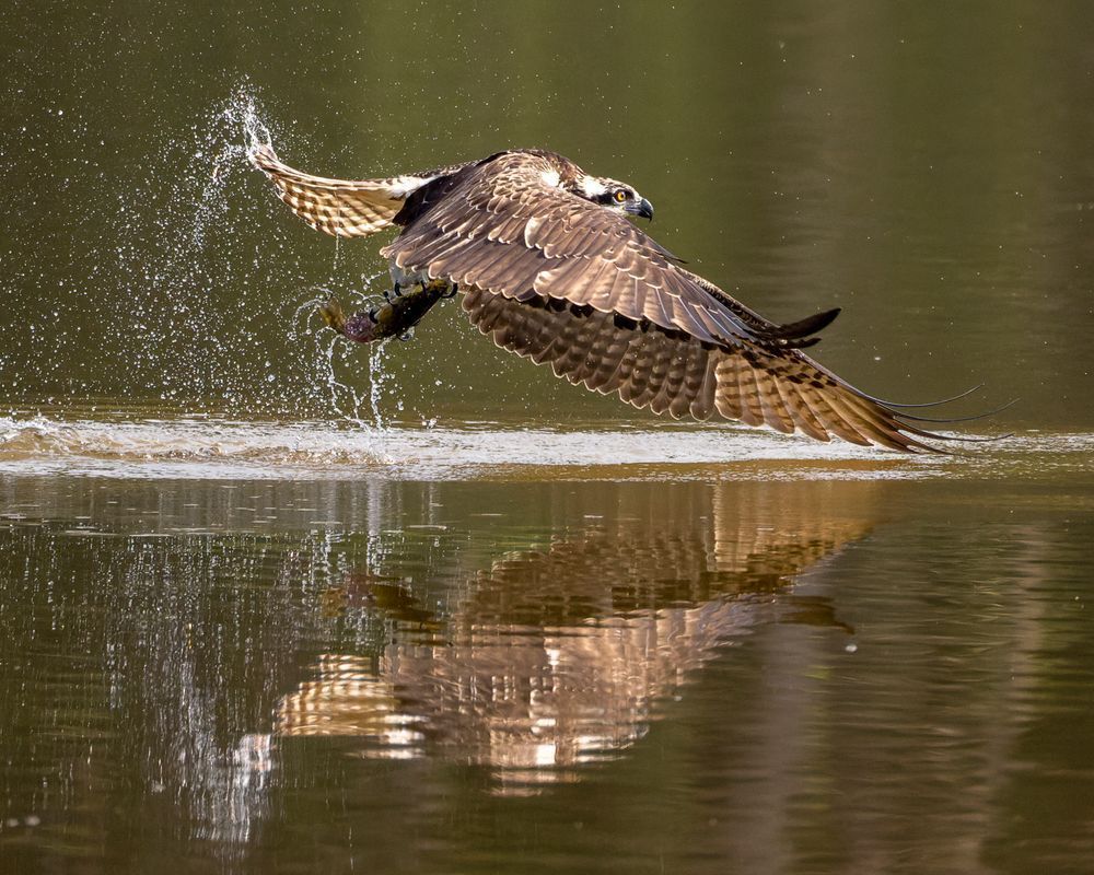 Osprey Series One    Flying Out Of Water With A Fish In Its Talons  #3 Photography Art | Mike Soegtrop Photography