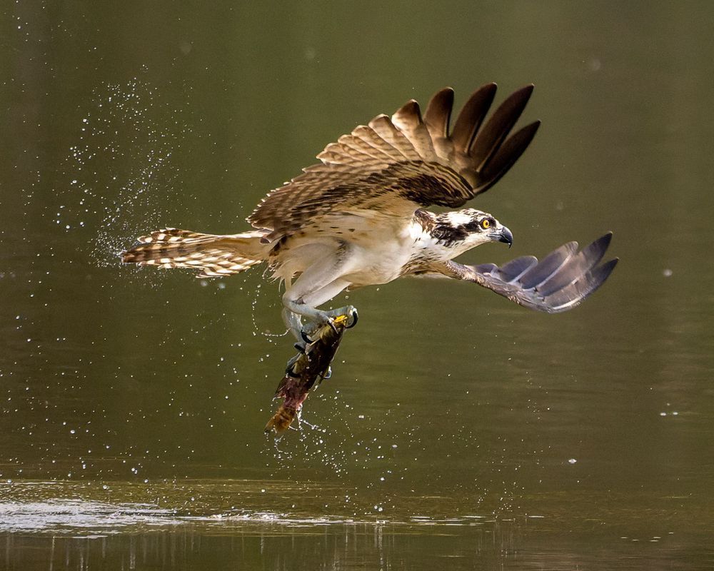 Osprey Series One— Flying Out Of Water With A Fish In Its Talons  #5 Photography Art | Mike Soegtrop Photography