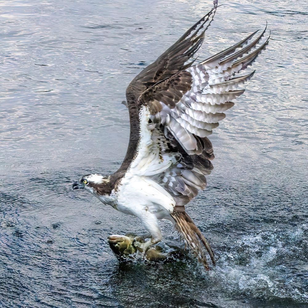 Osprey With A Fish In Its Talons, Trying To Lift Off The Water Photography Art | Mike Soegtrop Photography