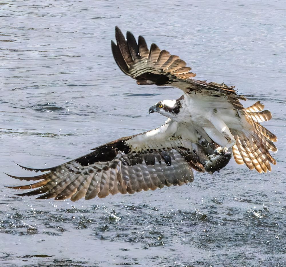 Osprey With A Fish In Its Talons Trying To Get Airborne Photography Art | Mike Soegtrop Photography