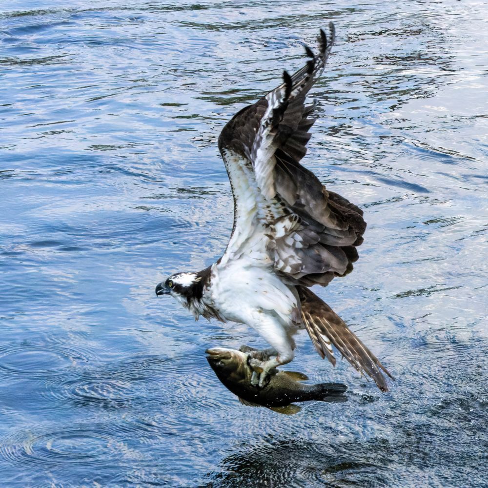 Osprey With A Fish In Its Talons. Tries To Get Airborne Photography Art | Mike Soegtrop Photography