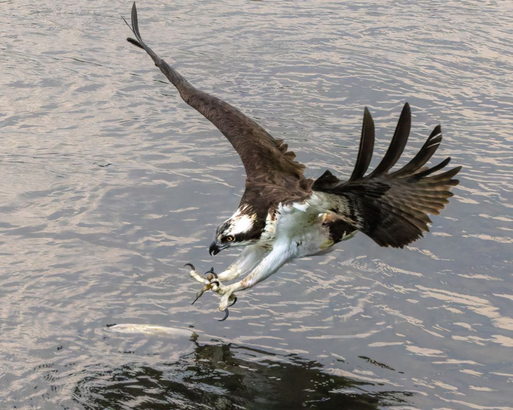 Osprey In A Diving Attack Mode For A Fish Photography Art | Mike Soegtrop Photography
