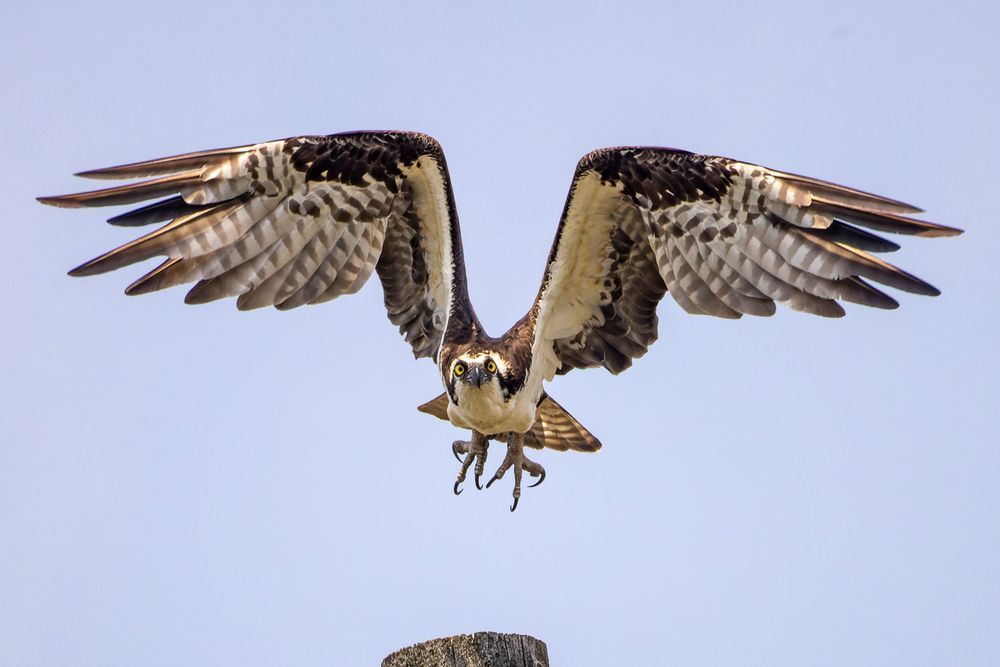 Osprey Taking Off From Post Photography Art | Mike Soegtrop Photography