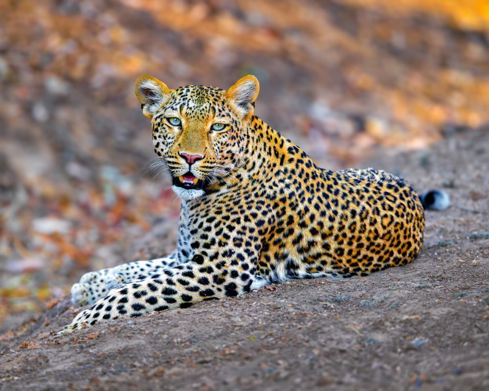 Leopard In South Luangwa Park In Zambia Photography Art | Mike Soegtrop Photography