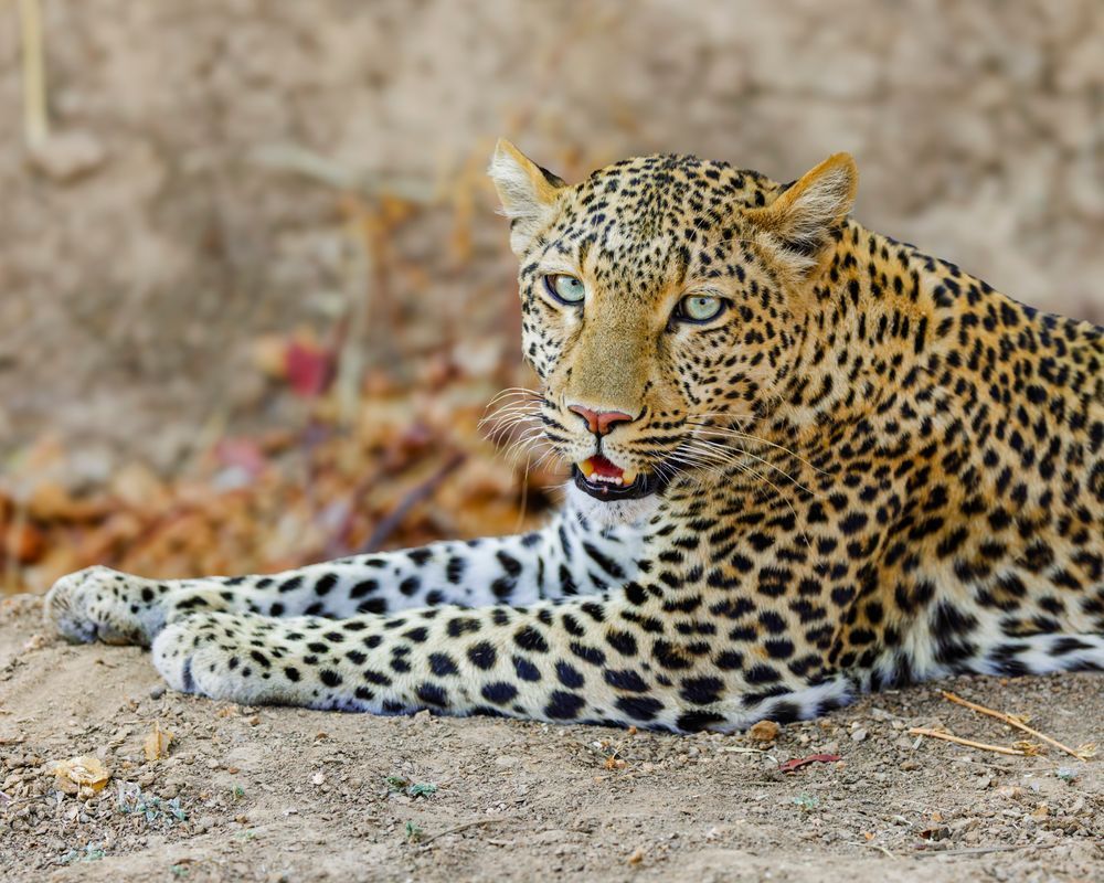 Leopard In Zambia 3 Photography Art | Mike Soegtrop Photography